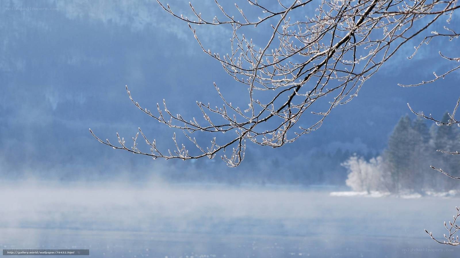 Frosty branch over misty lake
