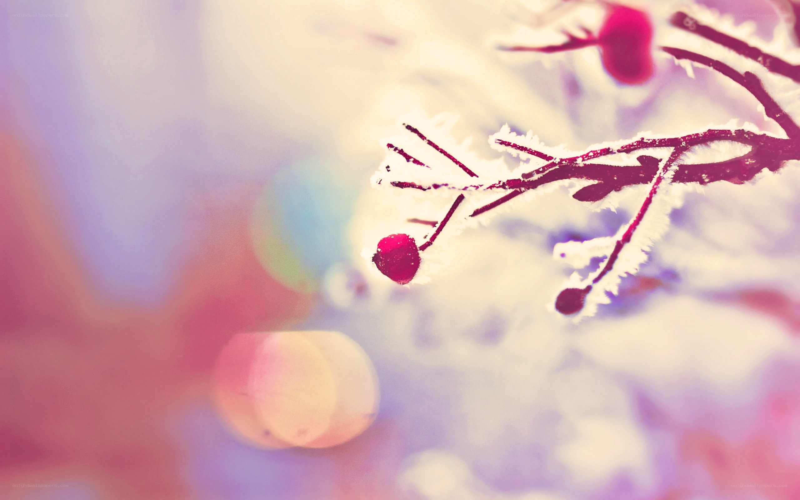 frosty branch with red berries