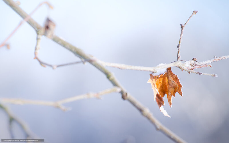 frosty branch with single leaf
