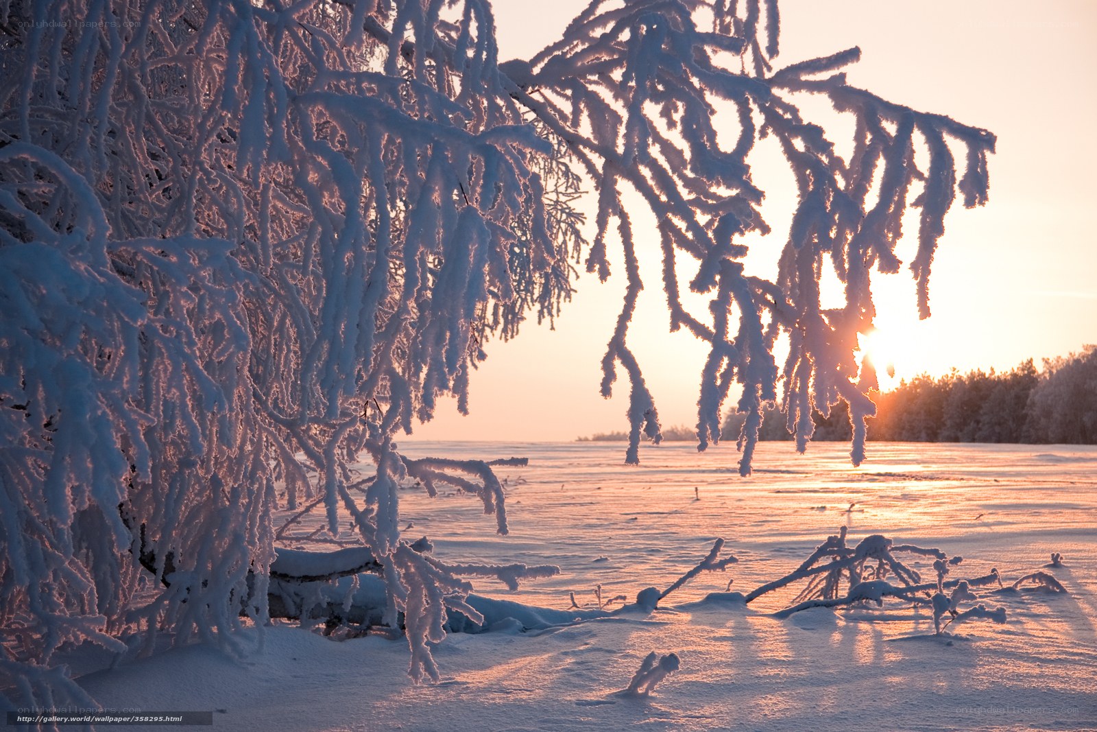 Frosty branches at sunset