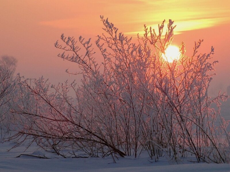 frosty branches at sunset