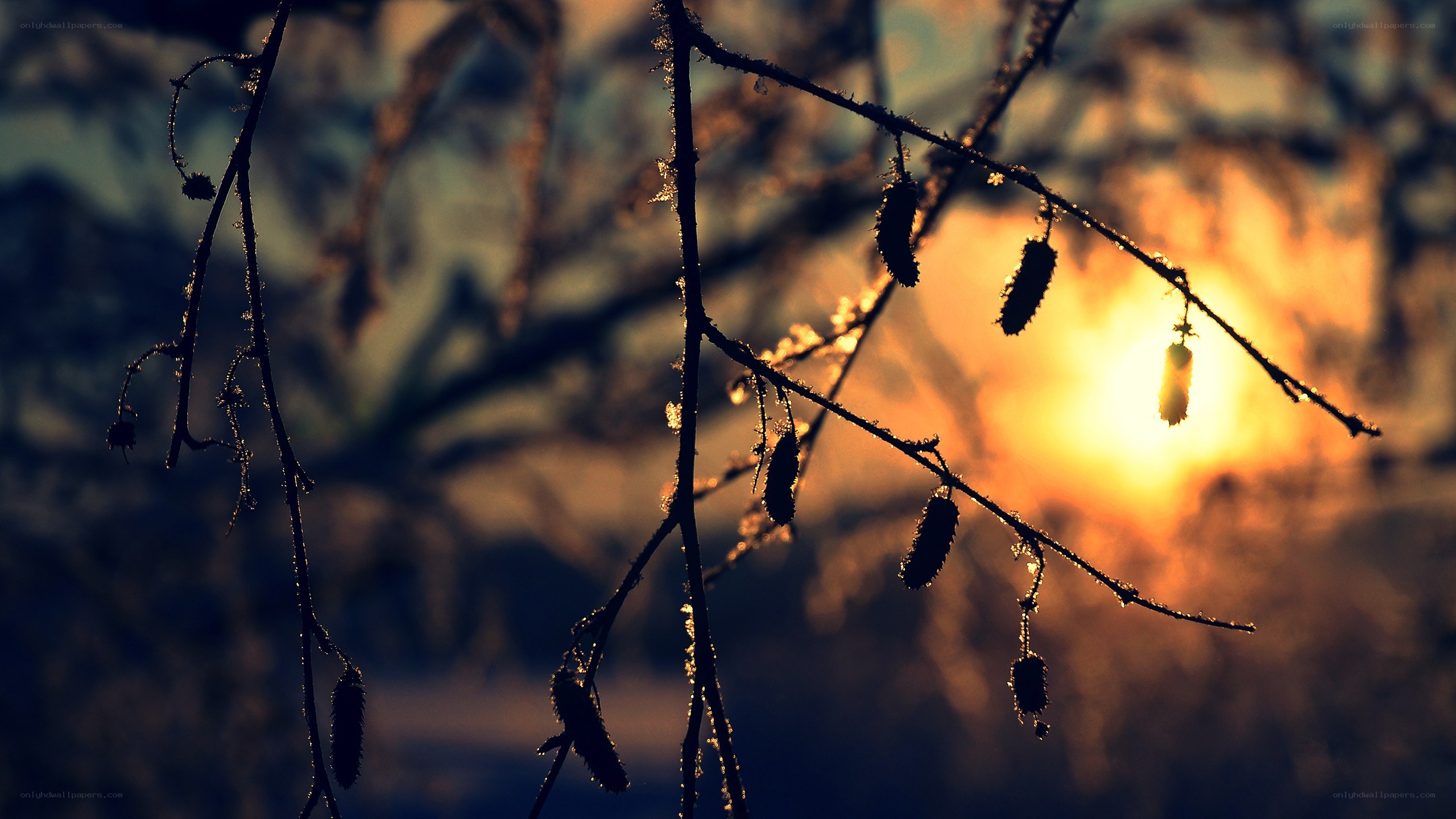 frosty branches at sunset