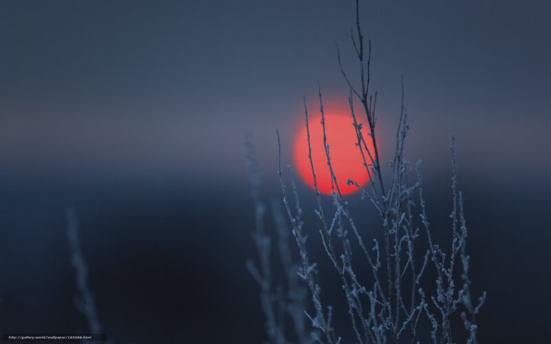 Frosty branches at sunset