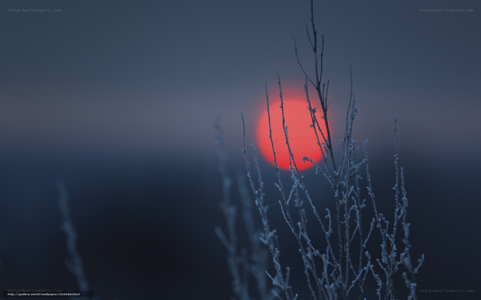 Frosty branches at sunset