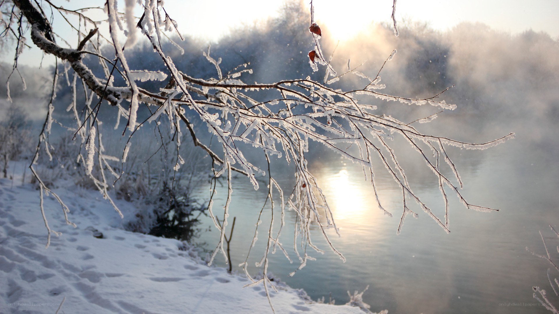 frosty branches by a misty river