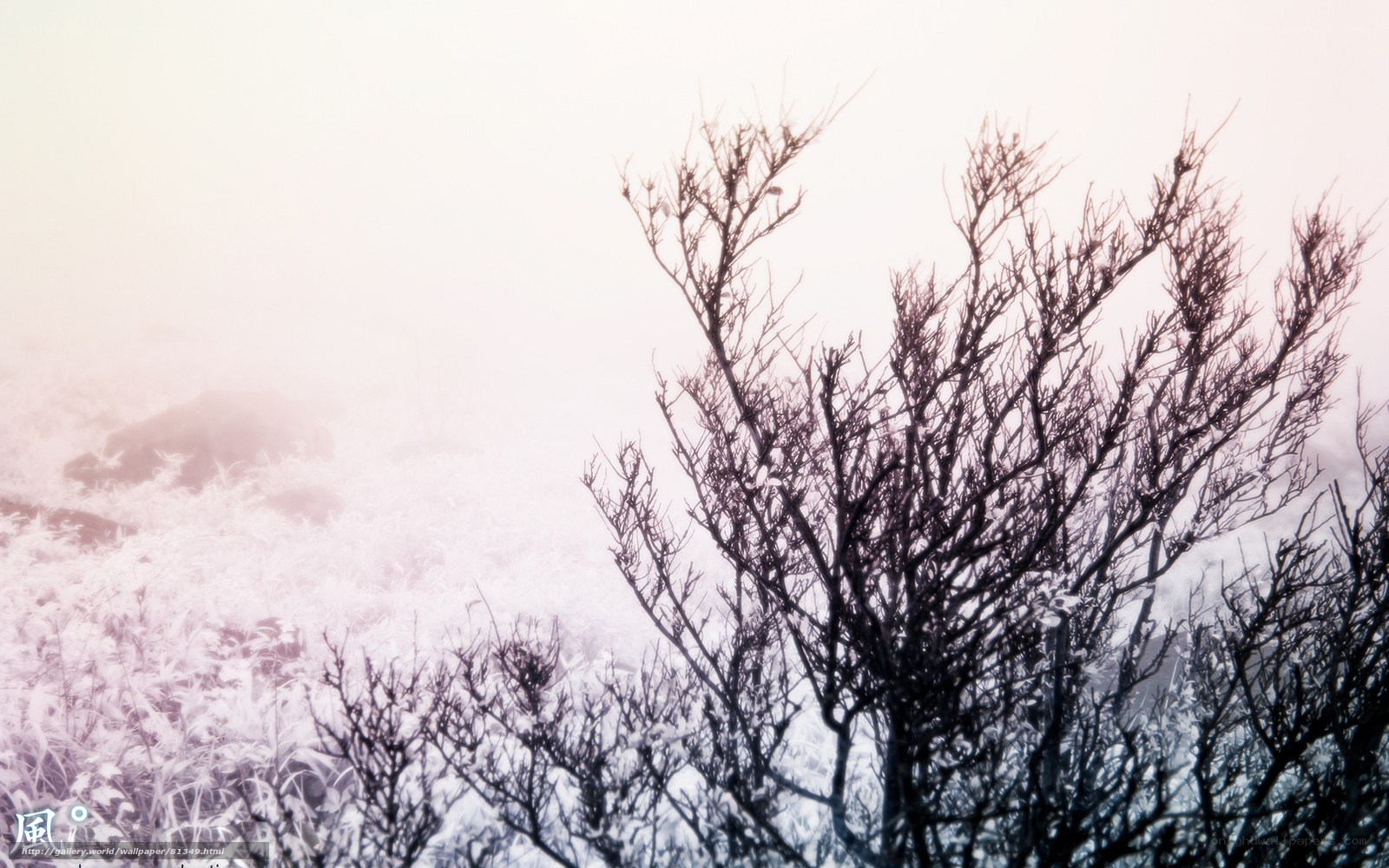 Frosty branches in fog