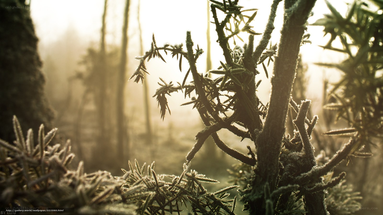 Frosty branches in morning light