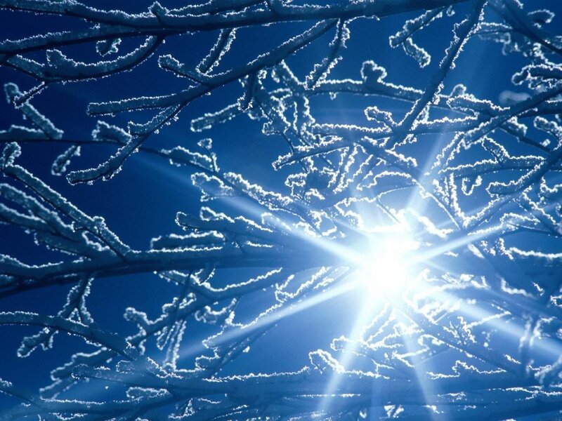 frosty branches in sunlight