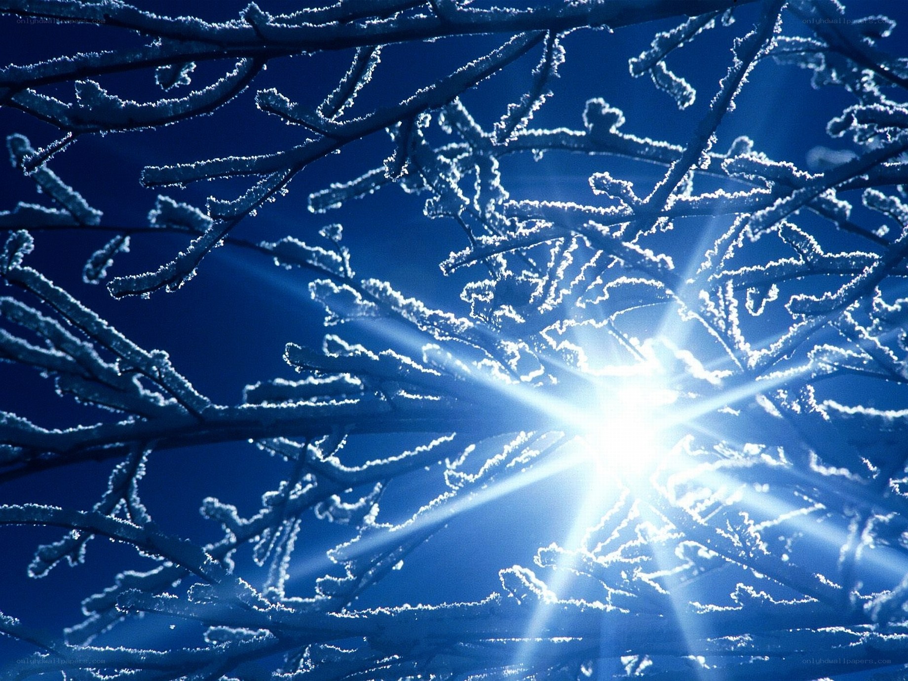 frosty branches in sunlight