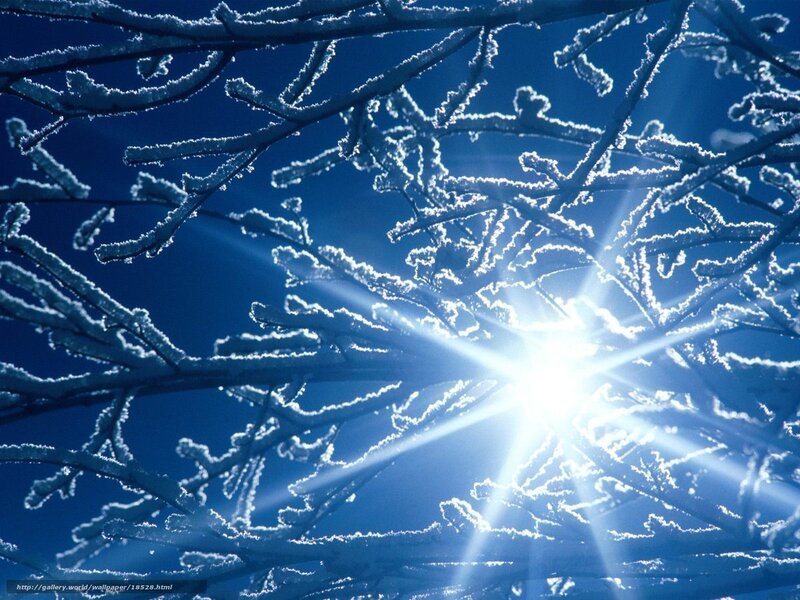 frosty branches in sunlight