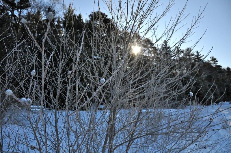 Frosty branches in winter sun
