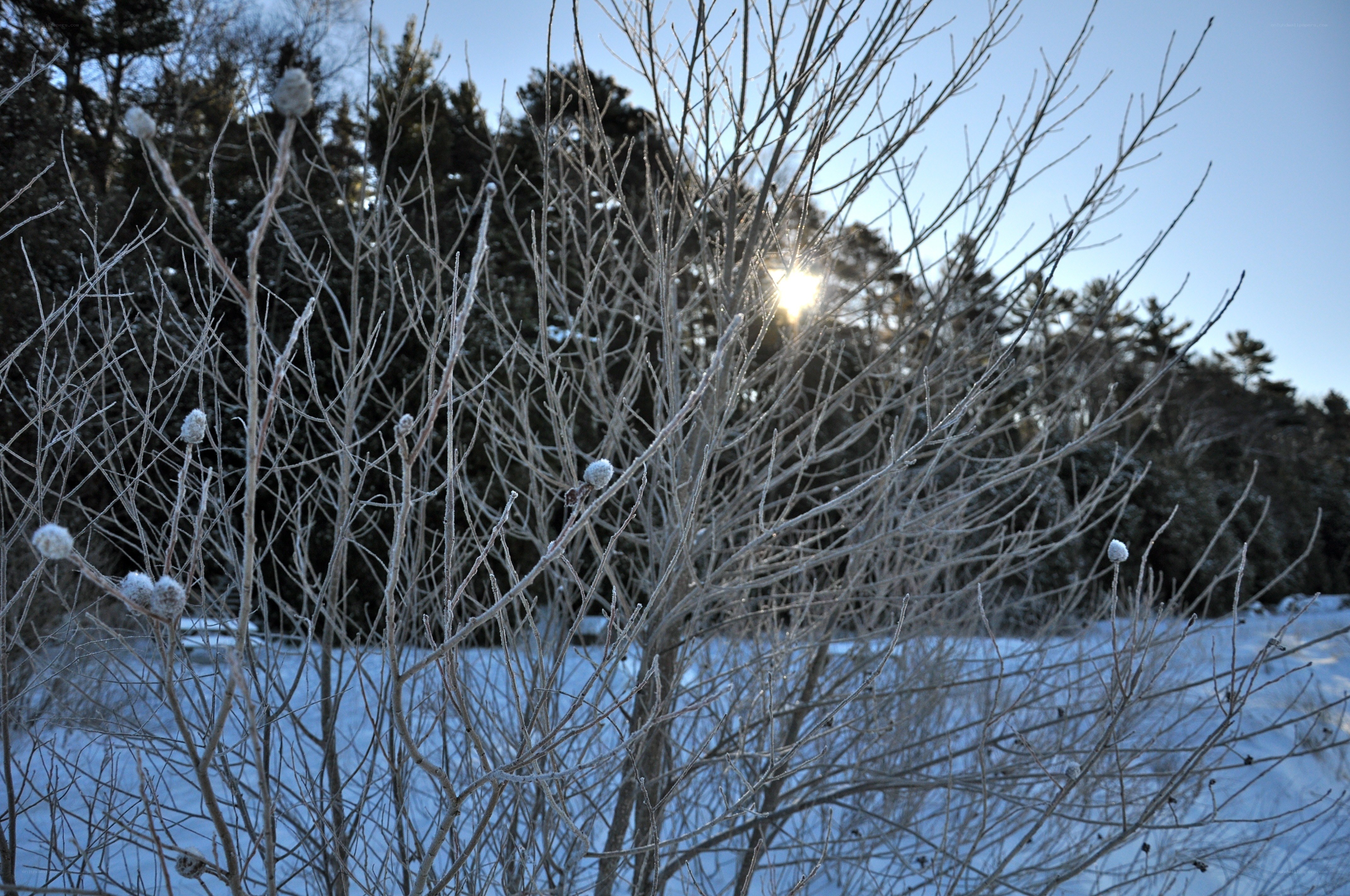 Frosty branches in winter sun
