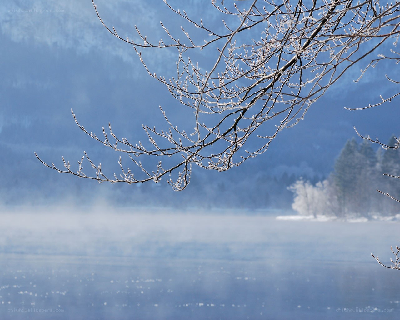 Frosty branches over a misty lake