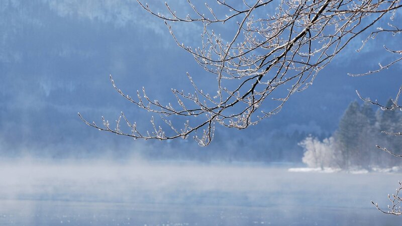 frosty branches over misty lake