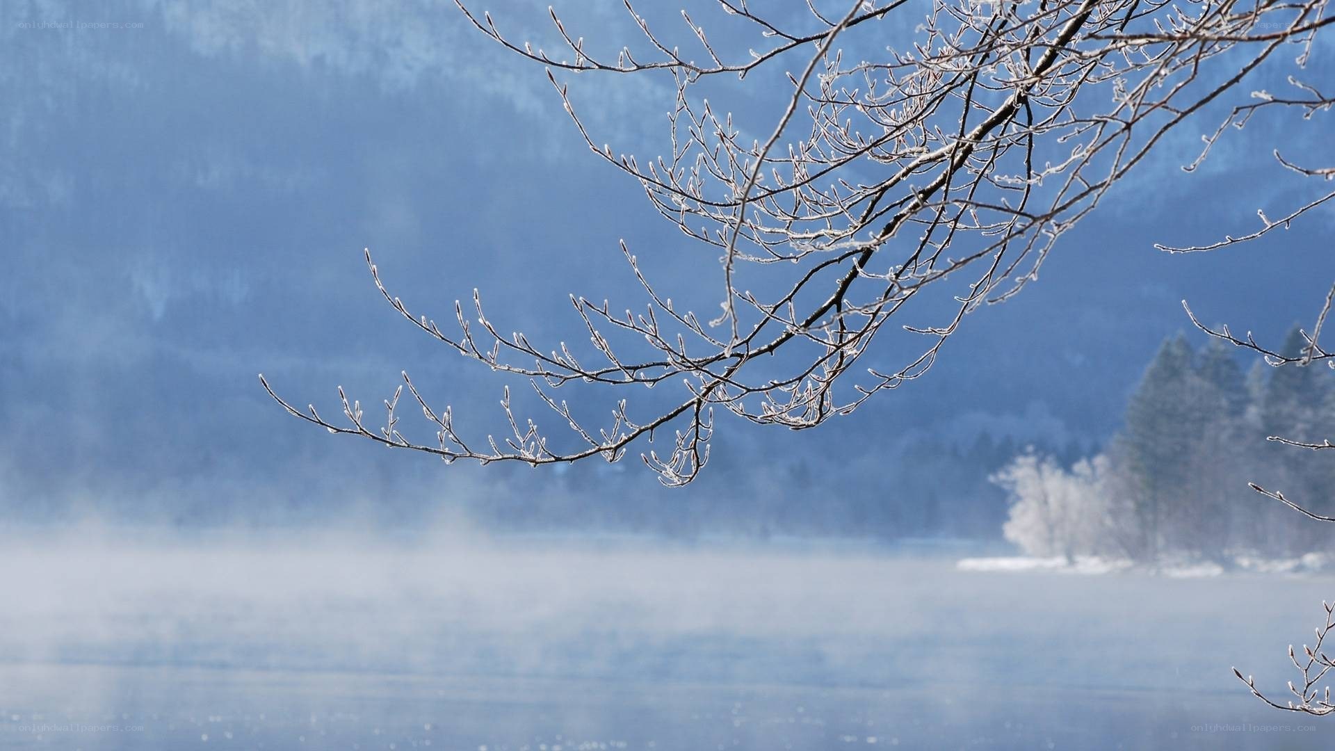 frosty branches over misty lake