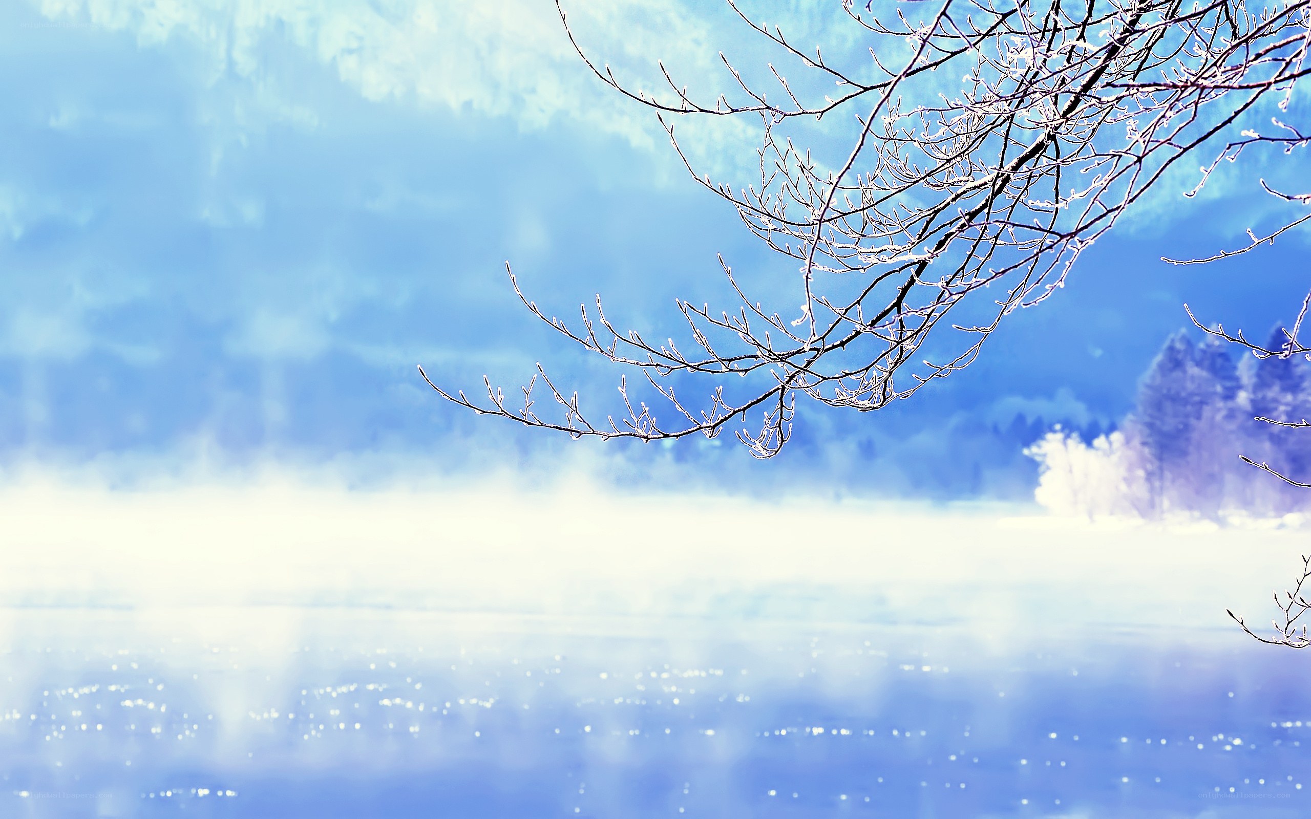 Frosty branches over misty lake