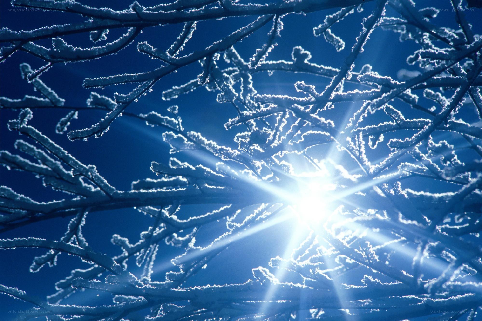 frosty branches with sunburst
