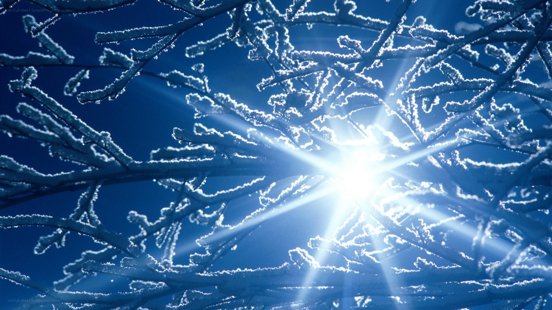 frosty branches with sunburst