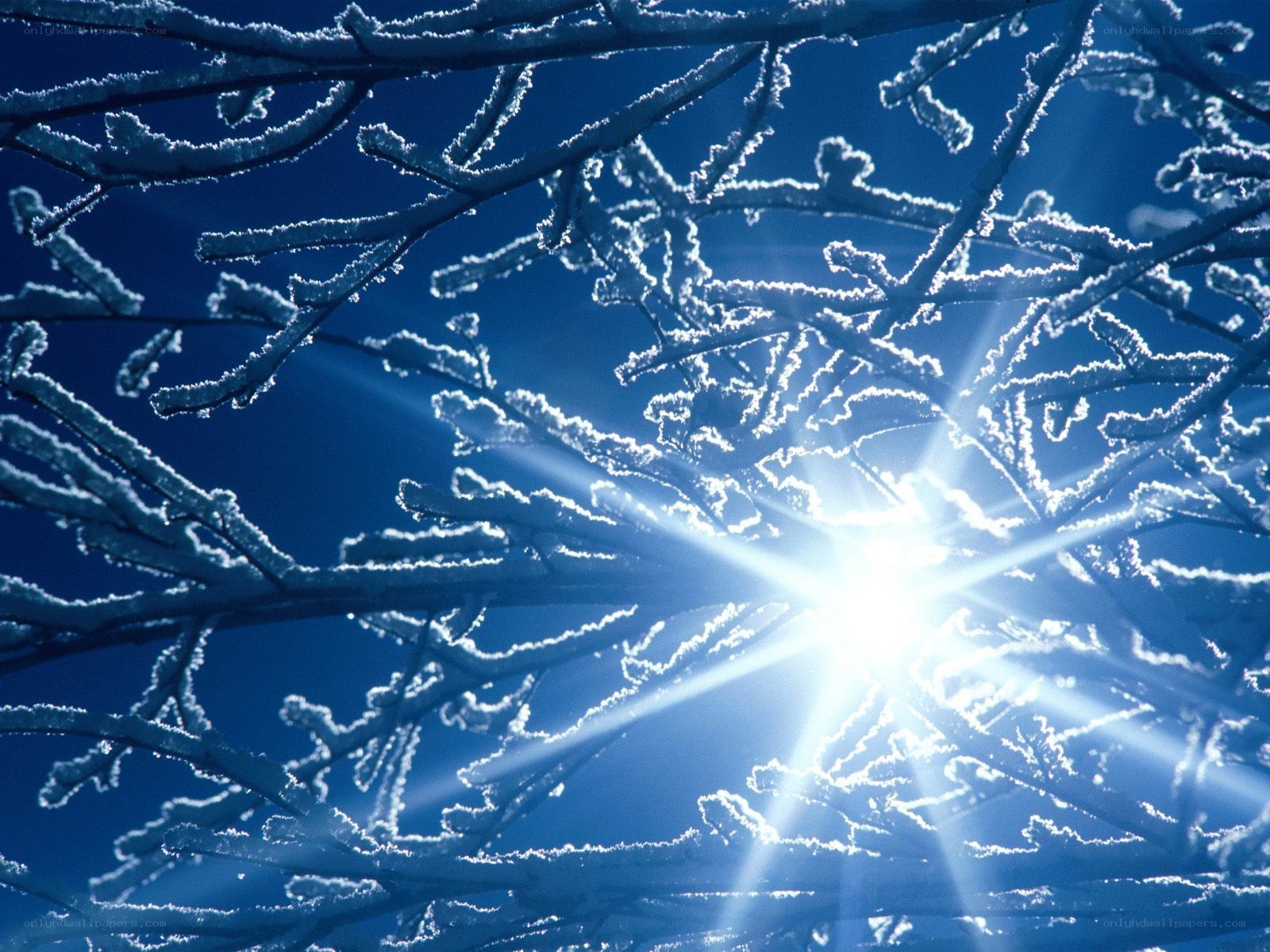 frosty branches with sunburst