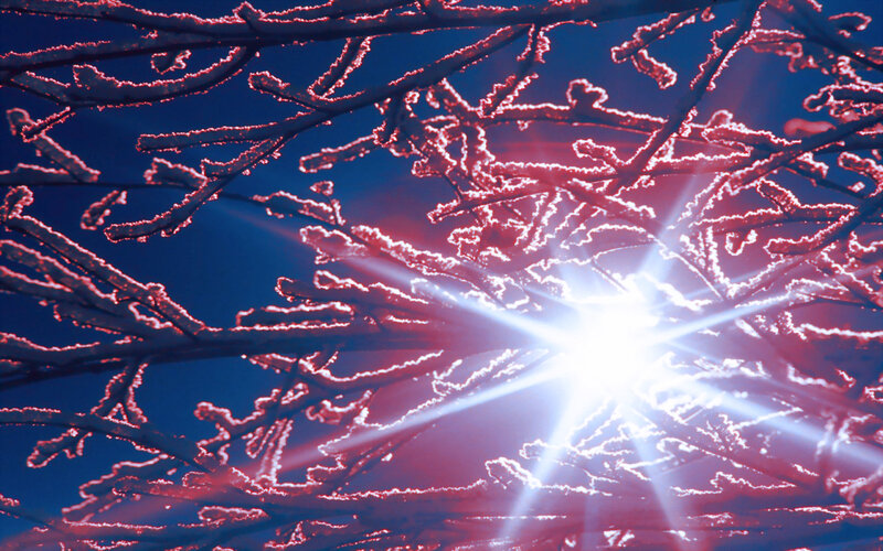 frosty branches with sunburst