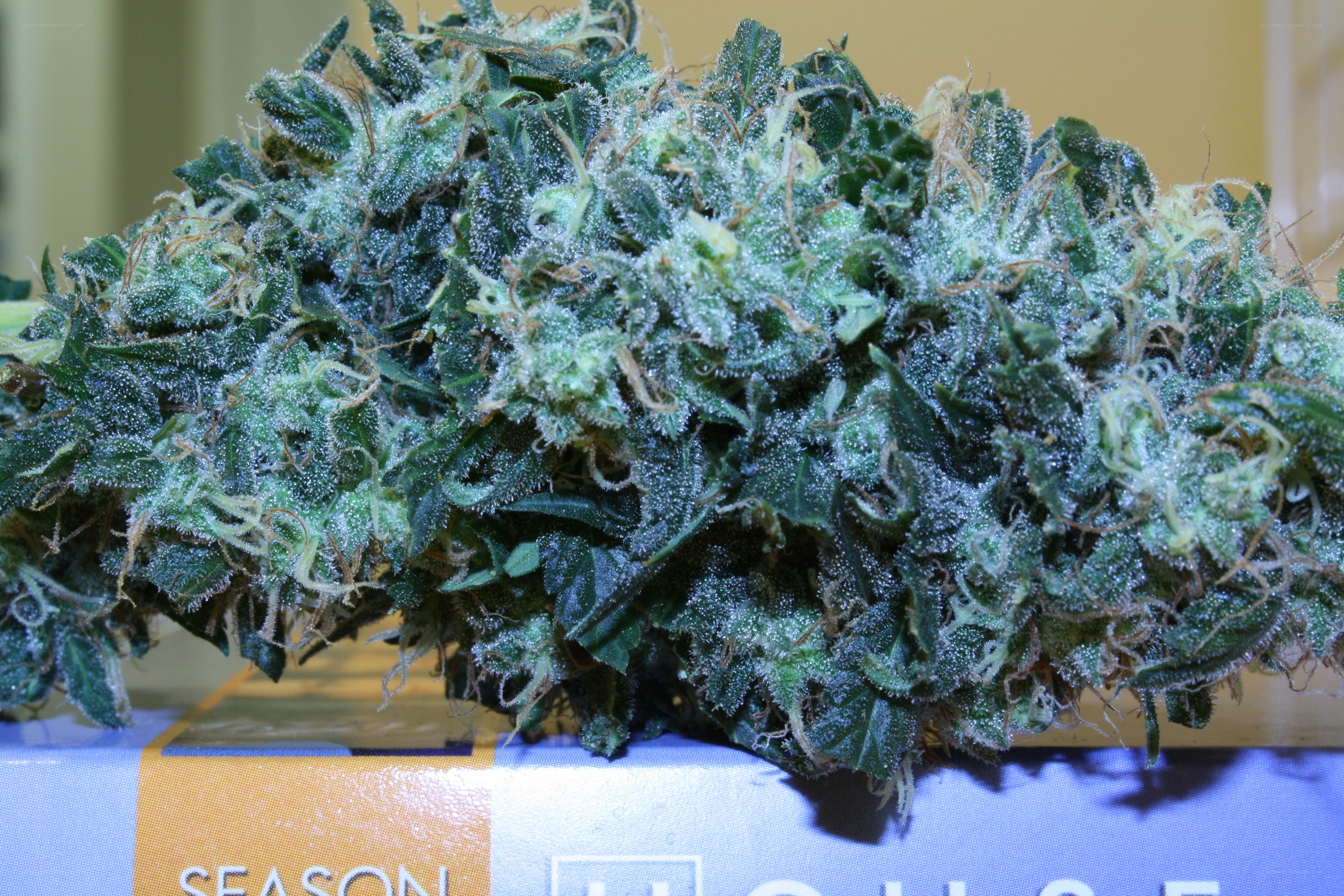 frosty cannabis bud