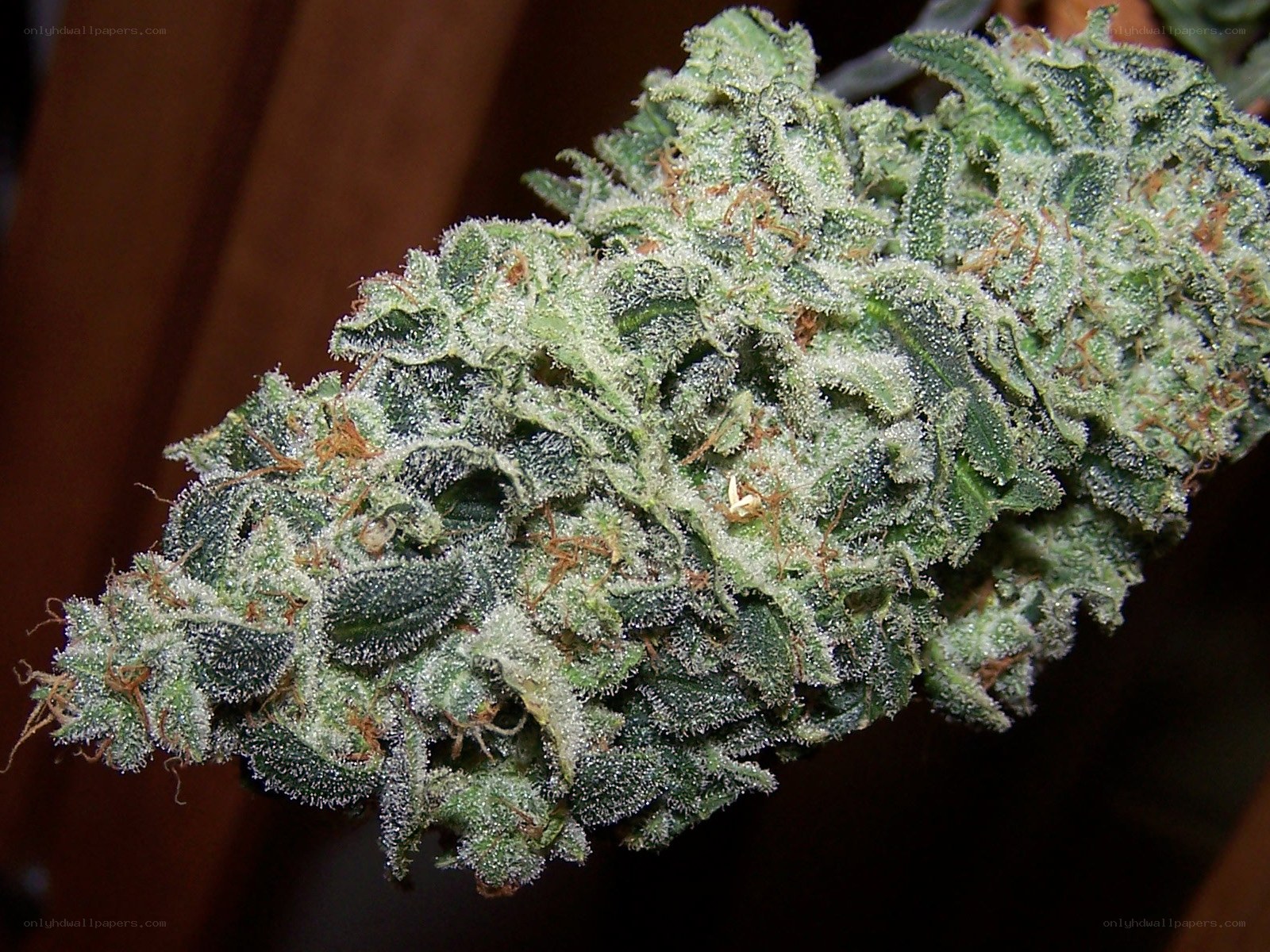frosty cannabis bud