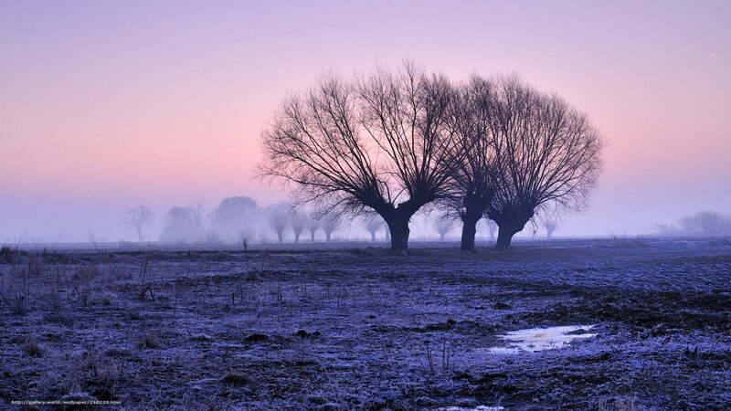Frosty dawn with bare trees