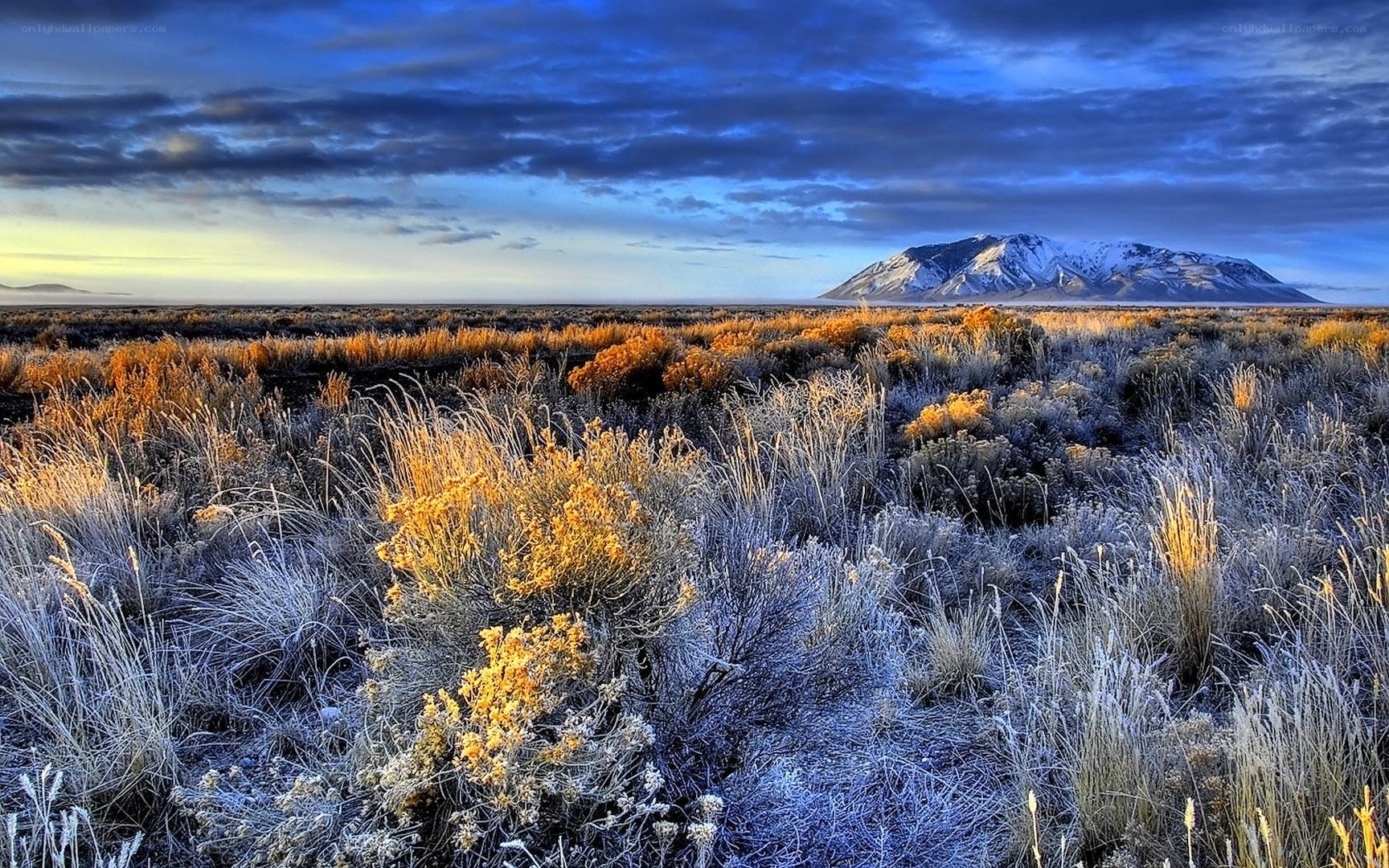 Frosty desert landscape at dawn