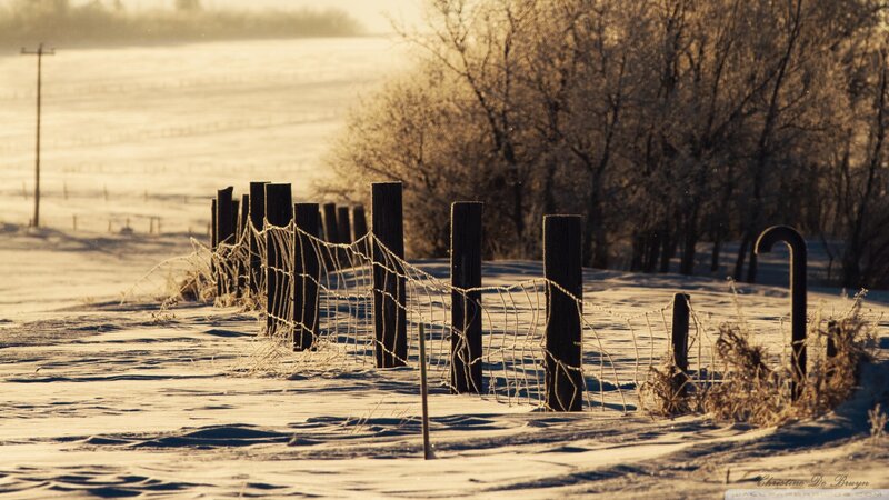Frosty Fence in Snow — Brown