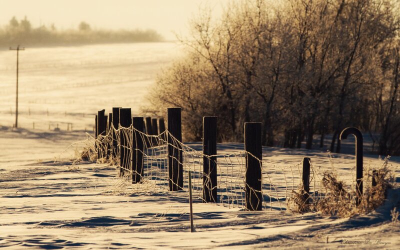 Frosty Fence in Snow