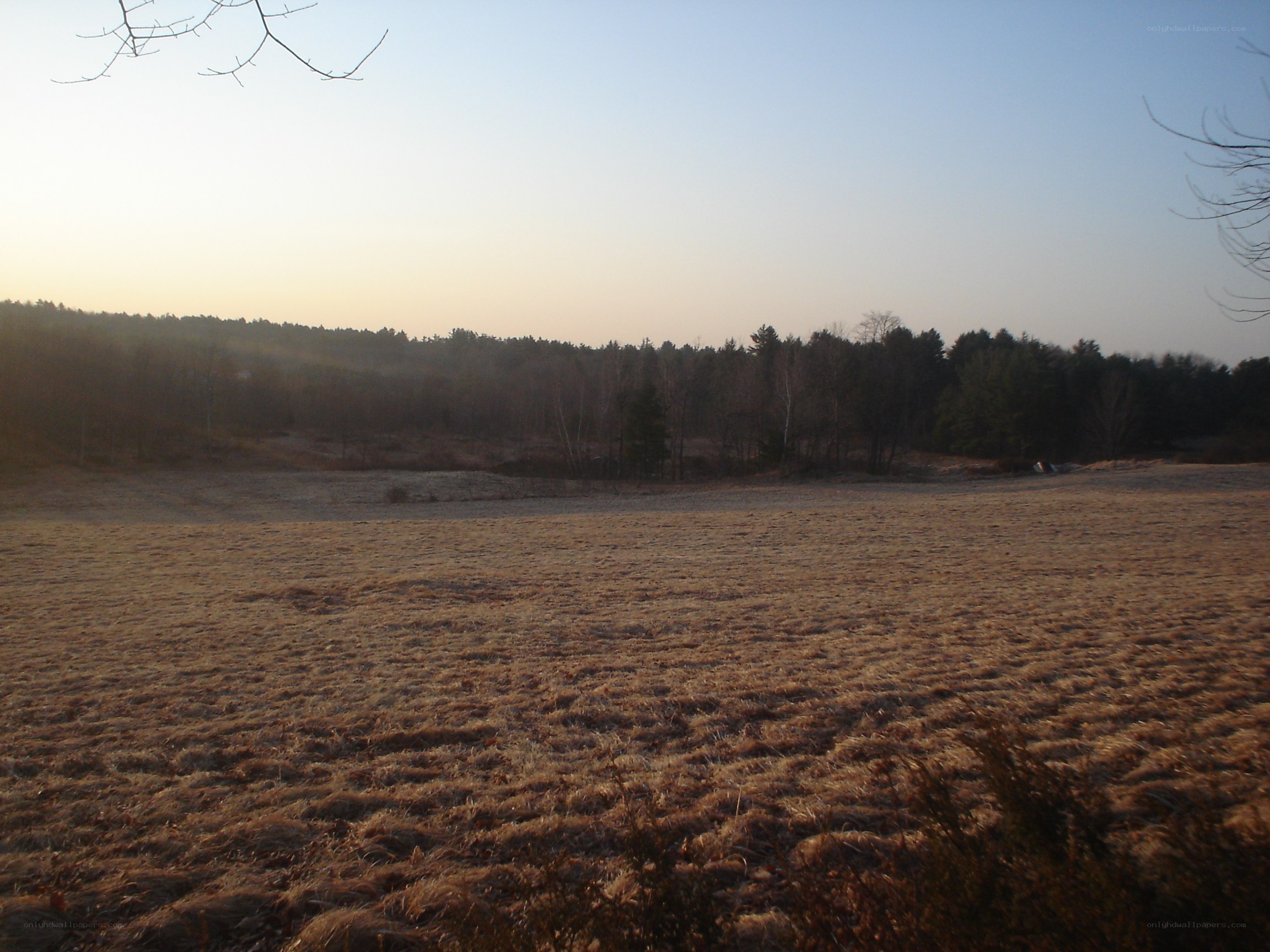 frosty field at dawn