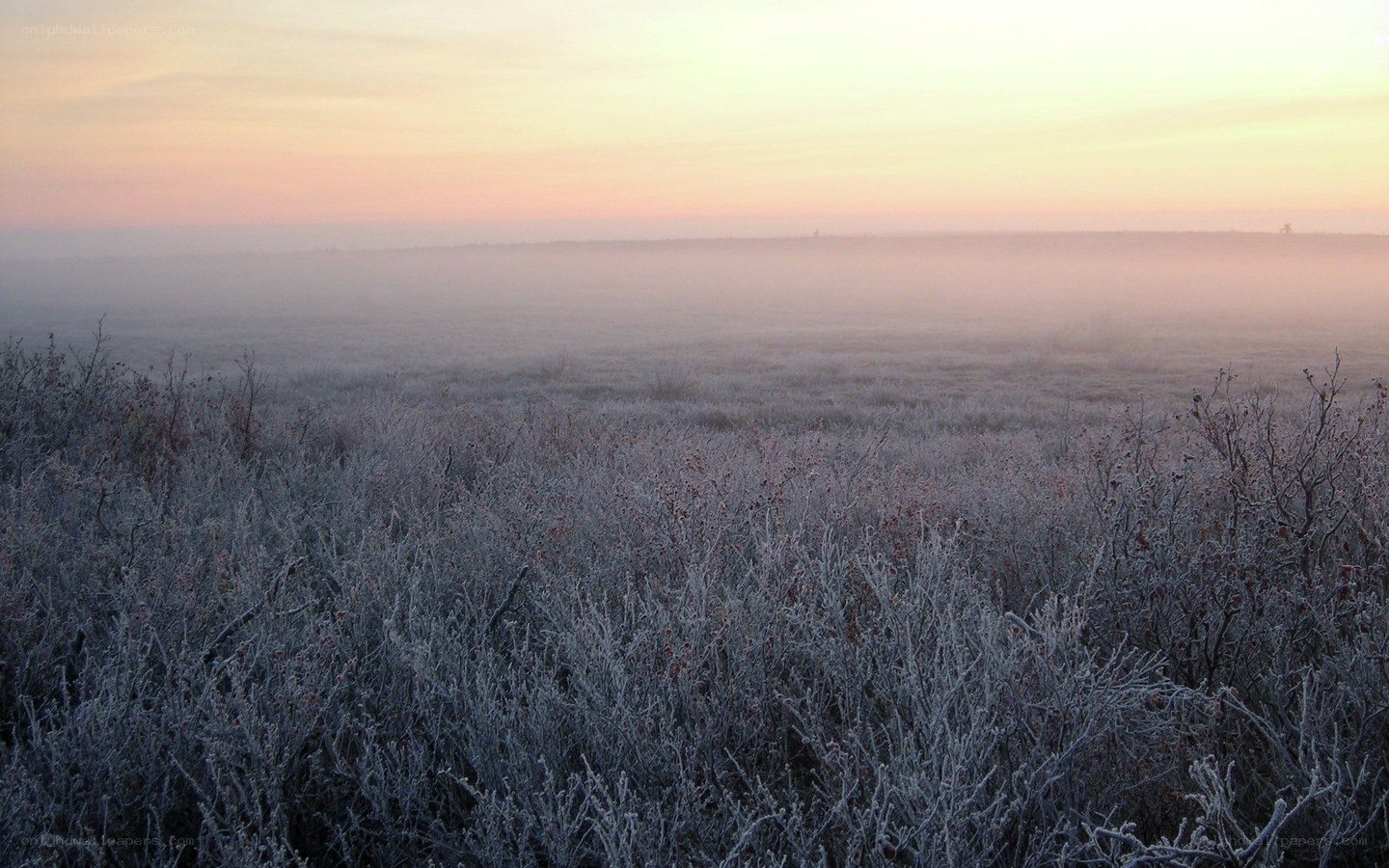 Frosty field at dawn