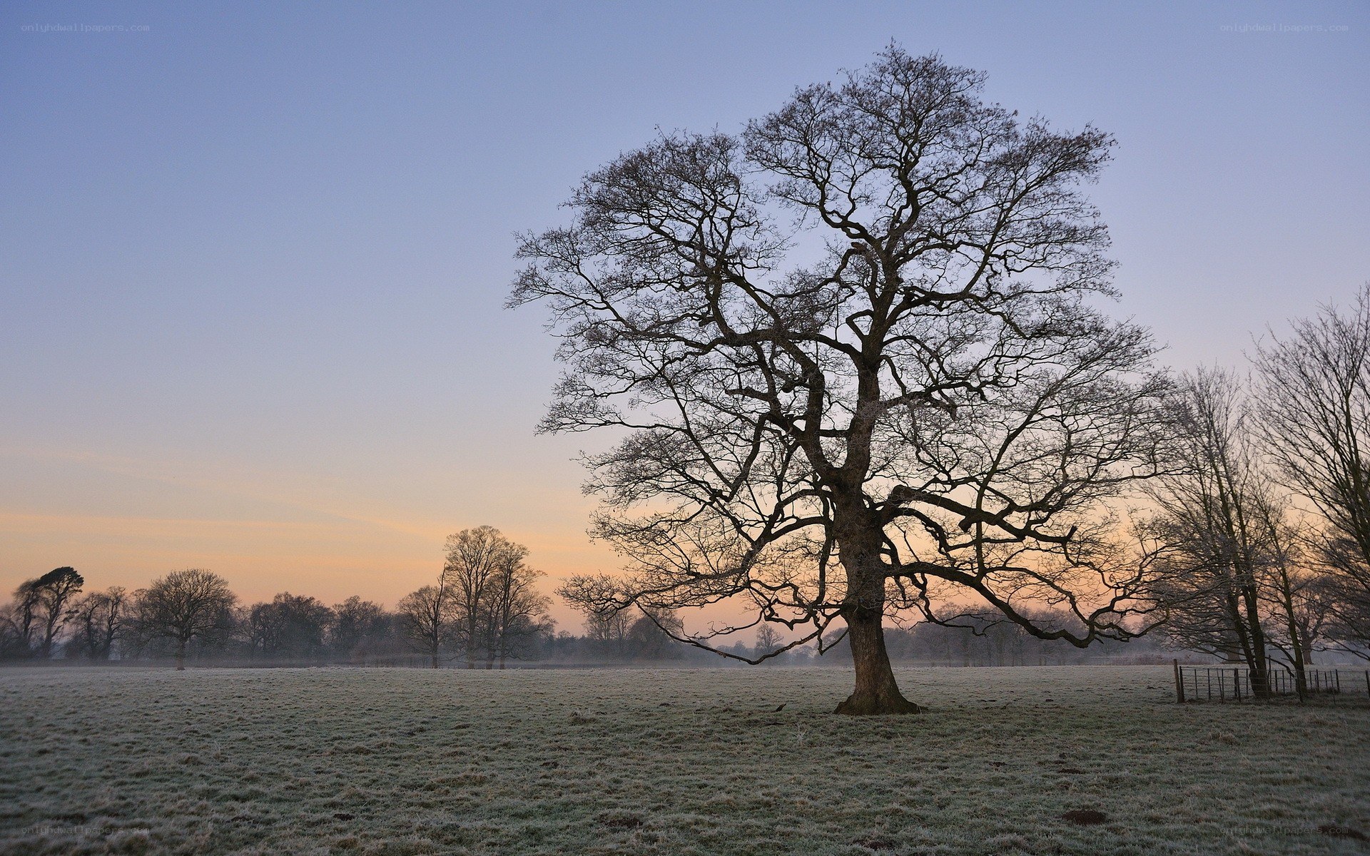 Frosty field at dawn