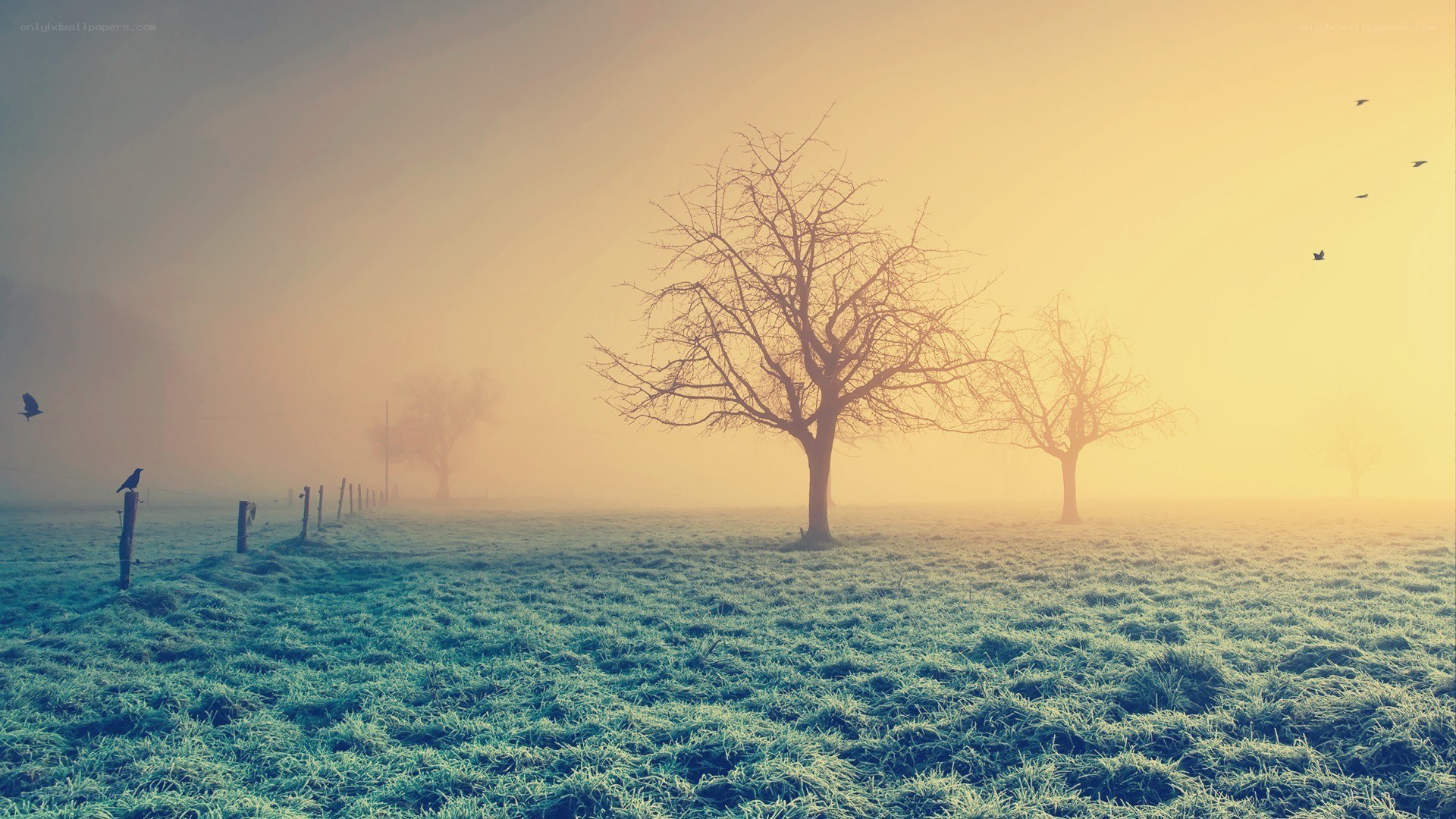 Frosty field at dawn