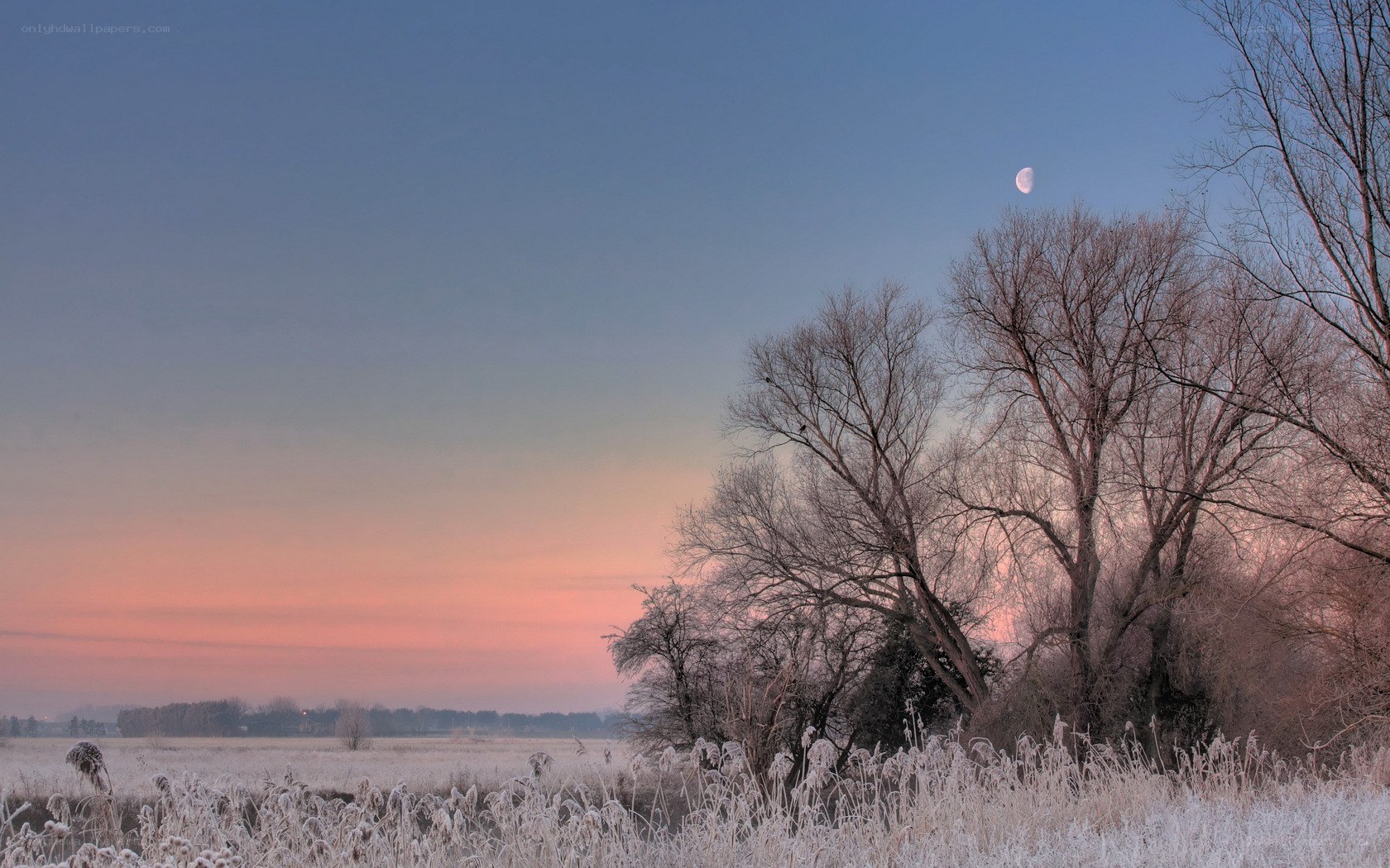 Frosty field at dawn with moon