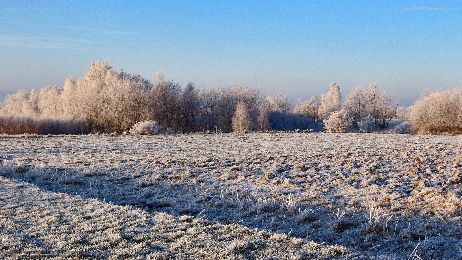 Frosty field at sunrise