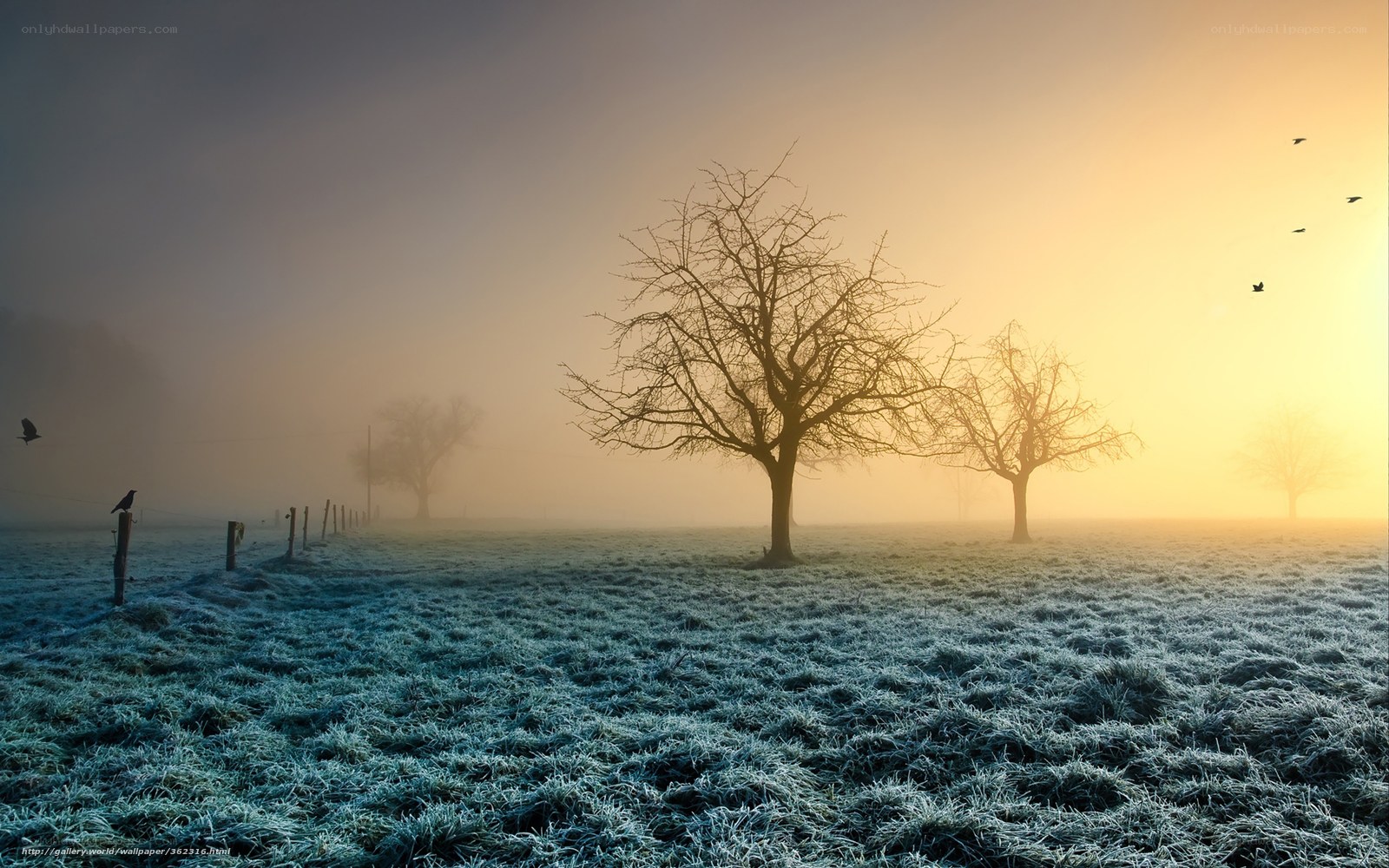 Frosty field at sunrise