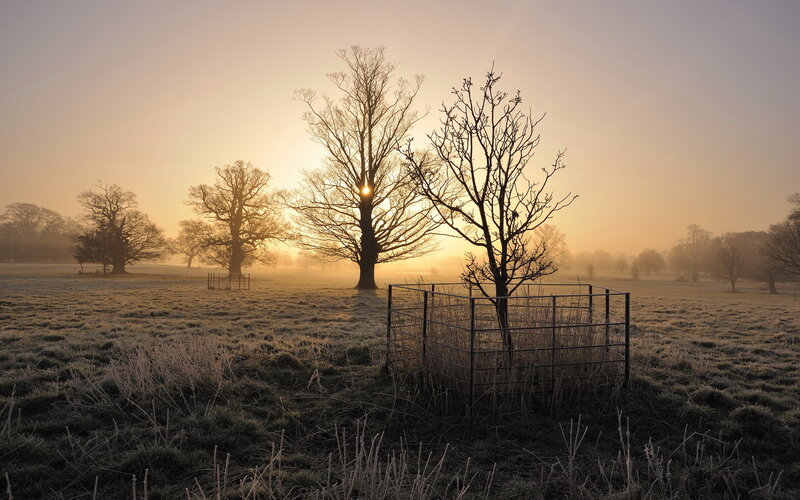 Frosty Field at Sunrise — Gold, Serene