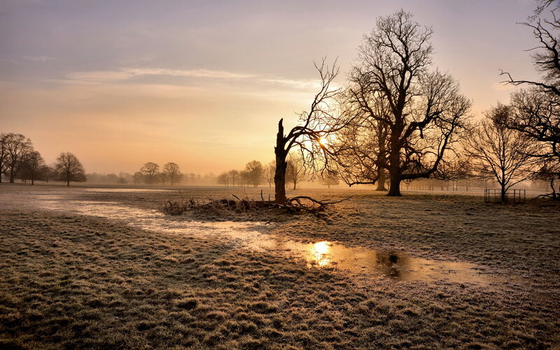 Frosty Field at Sunrise — Gold