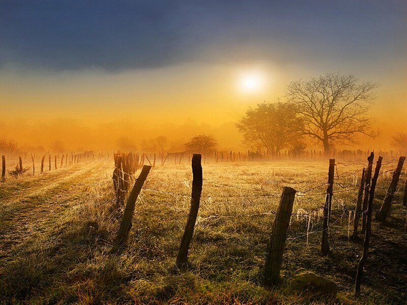 Frosty Field at Sunrise — Yellow, Serene