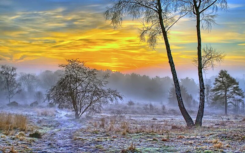 Frosty Field at Sunrise — Yellow