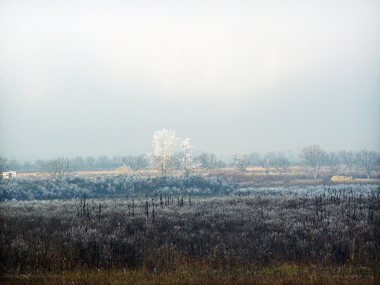frosty field in fog