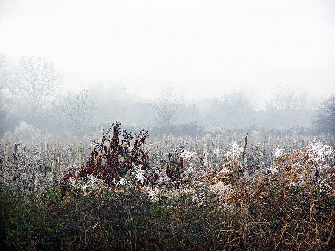 Frosty field in fog