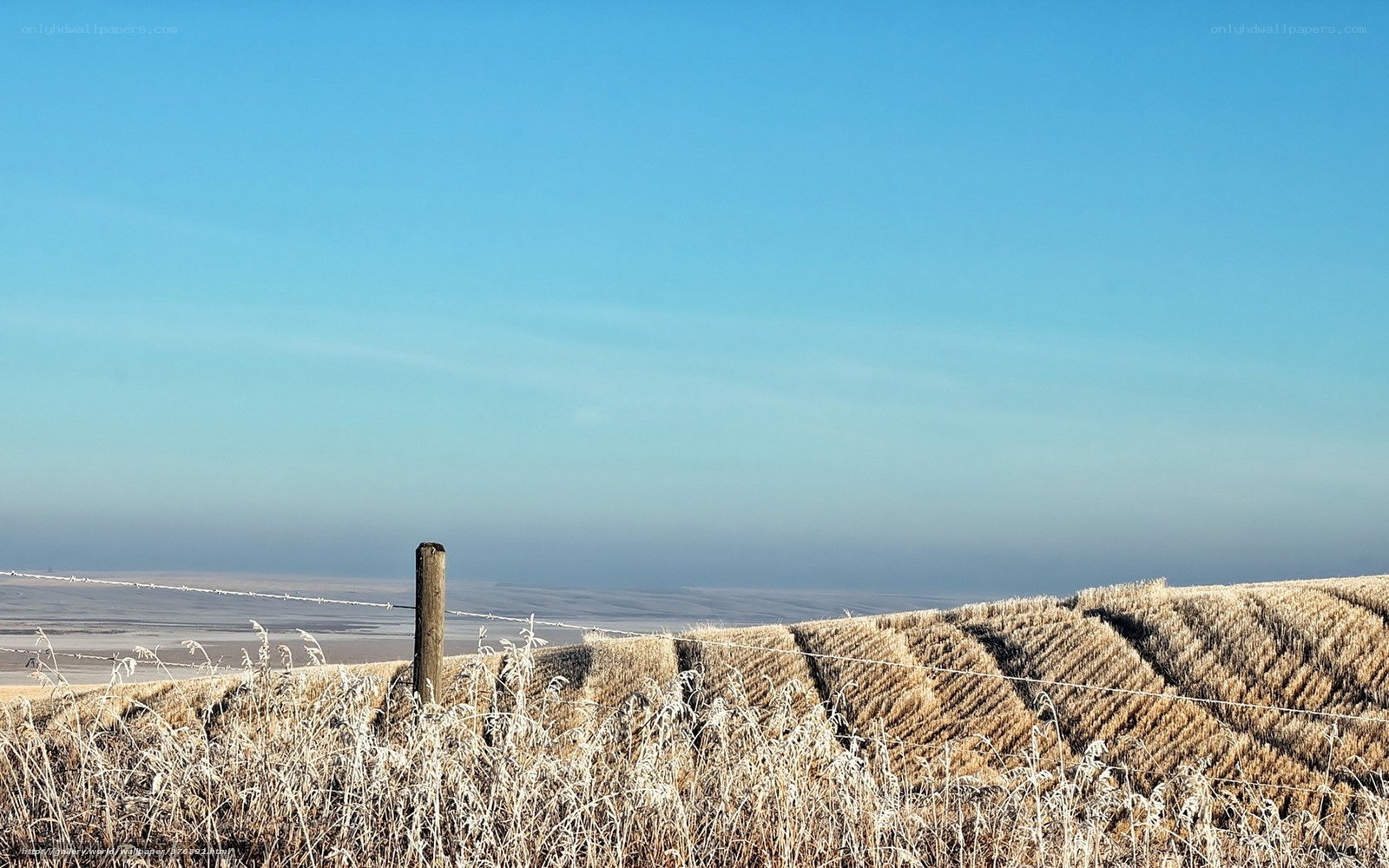 Frosty field under clear sky