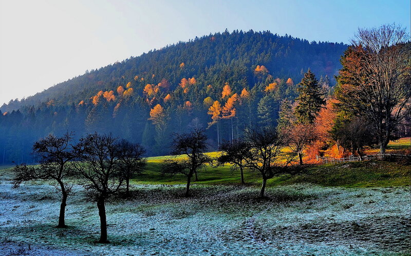 Frosty Field with Autumn Trees