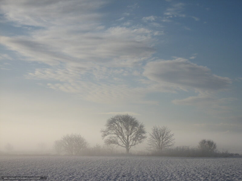 Frosty field with bare trees