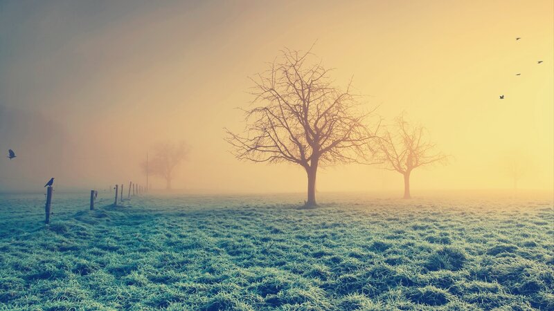 Frosty Field with Bare Trees — Yellow, Misty, Morning
