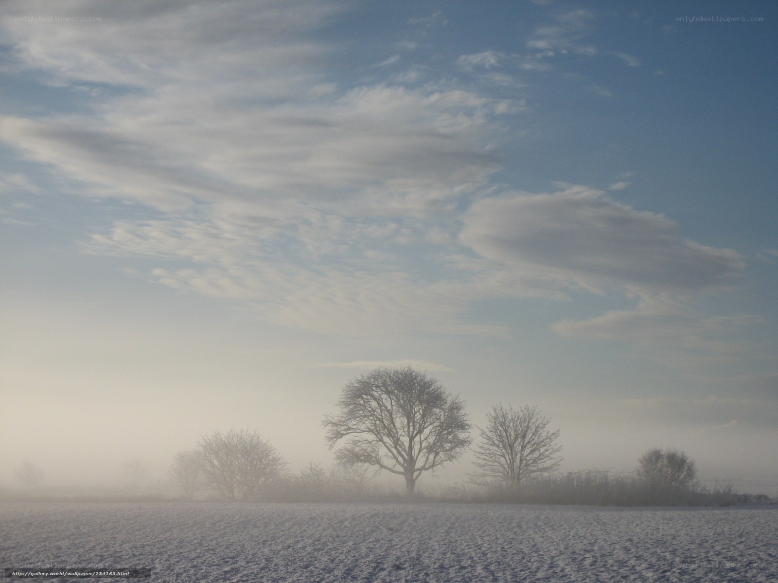 Frosty field with bare trees
