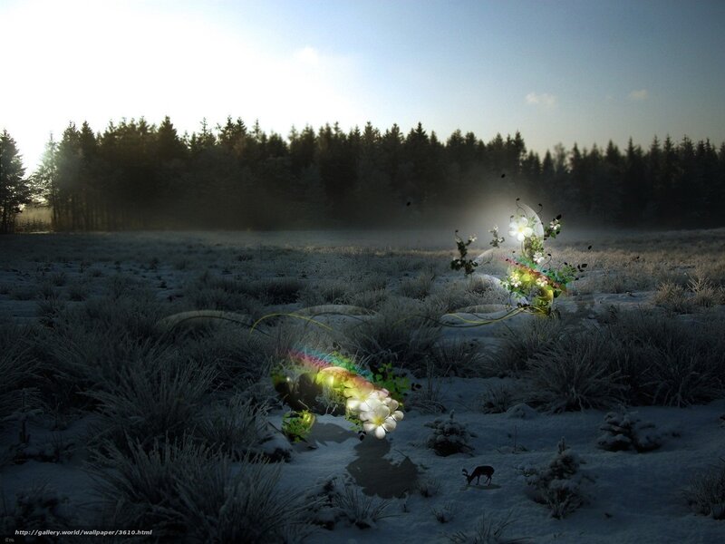 Frosty field with glowing flowers