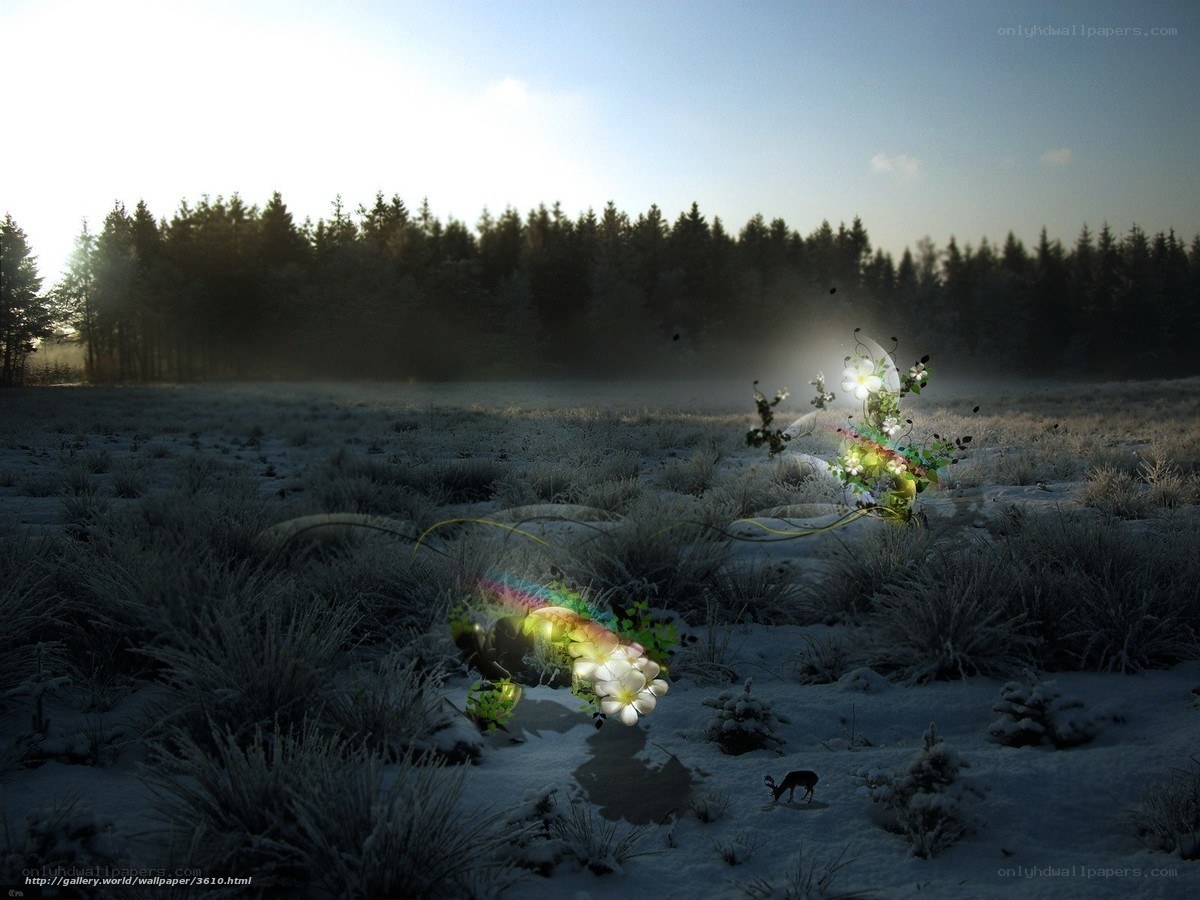Frosty field with glowing flowers